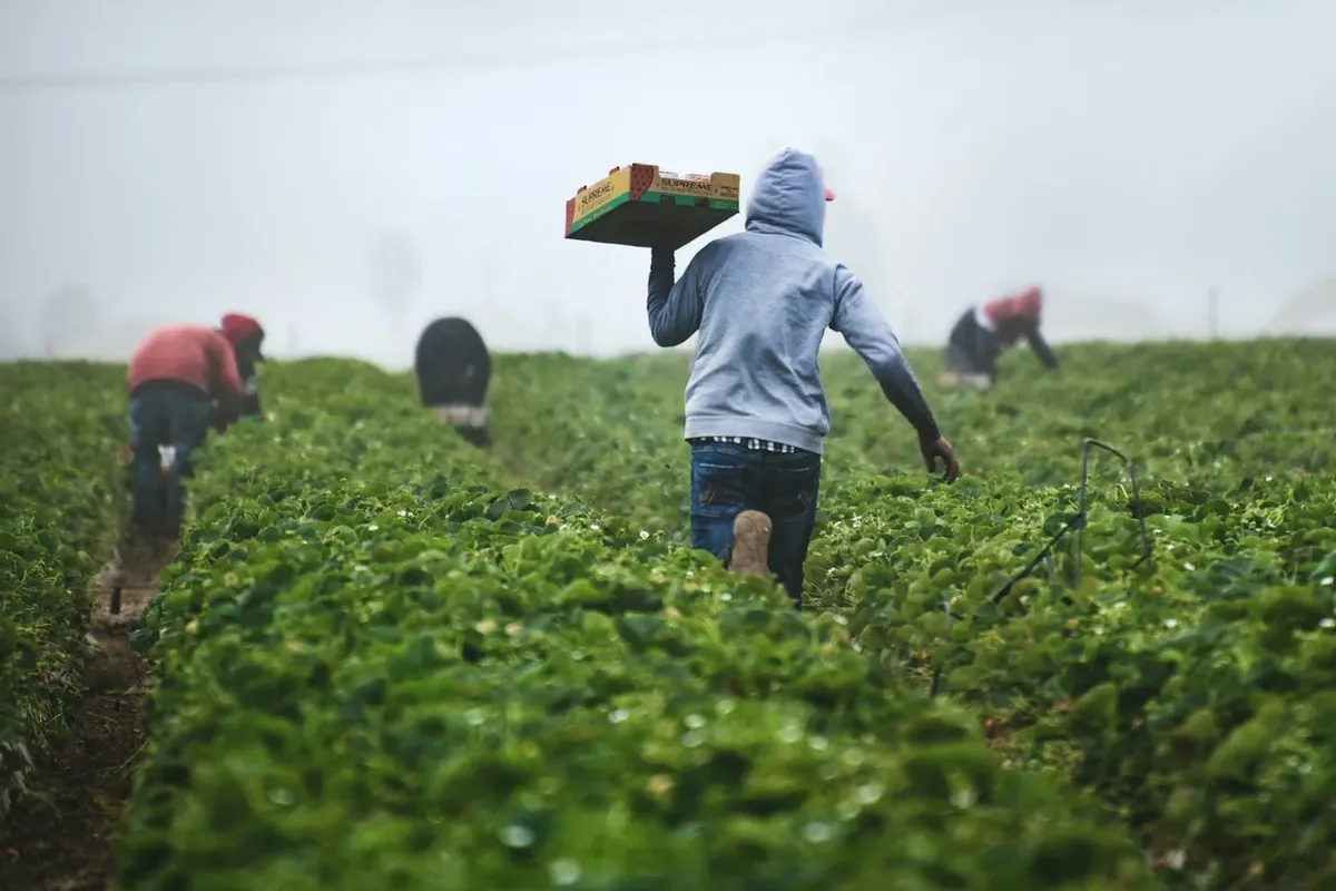 Greenfields Agri — Digitising field data collection